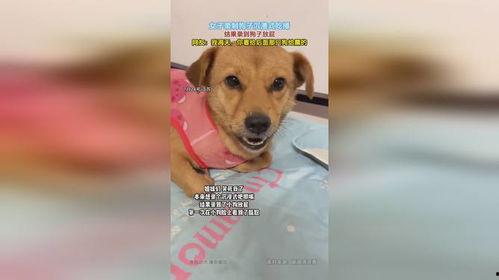 小狗沉浸式吃哈密瓜