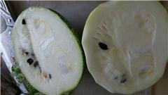 鱼翅瓜孕妇可以吃吗,孕妇食用指南与注意事项