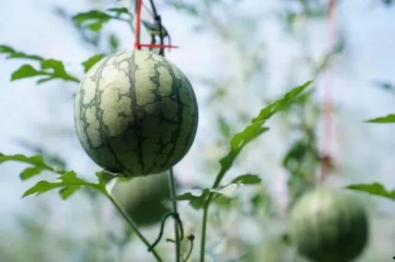 风吃瓜,揭秘娱乐圈的幕后风云