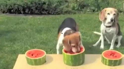 狗狗吃瓜大赛图片