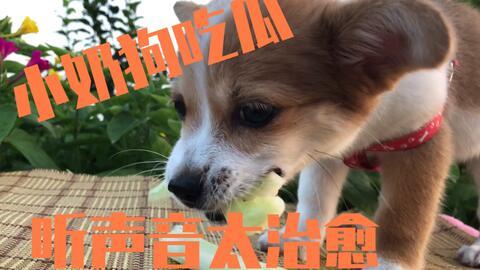 狗狗可以吃瓜吗,揭秘狗狗吃瓜的真相