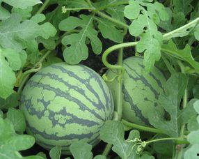 孕妇可以吃浦瓜吗,浦瓜的适宜与禁忌