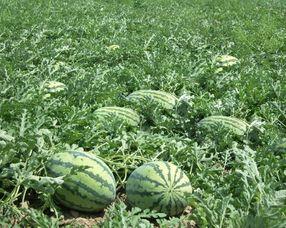 丰田瓜孕妇可以吃吗,孕妇食用指南与注意事项